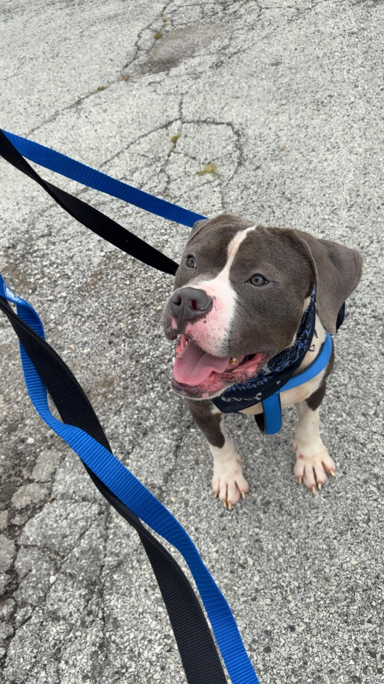 Enlarge Cornflakes, a ADOPTABLE mixed breed in Steger, IL image 5/6