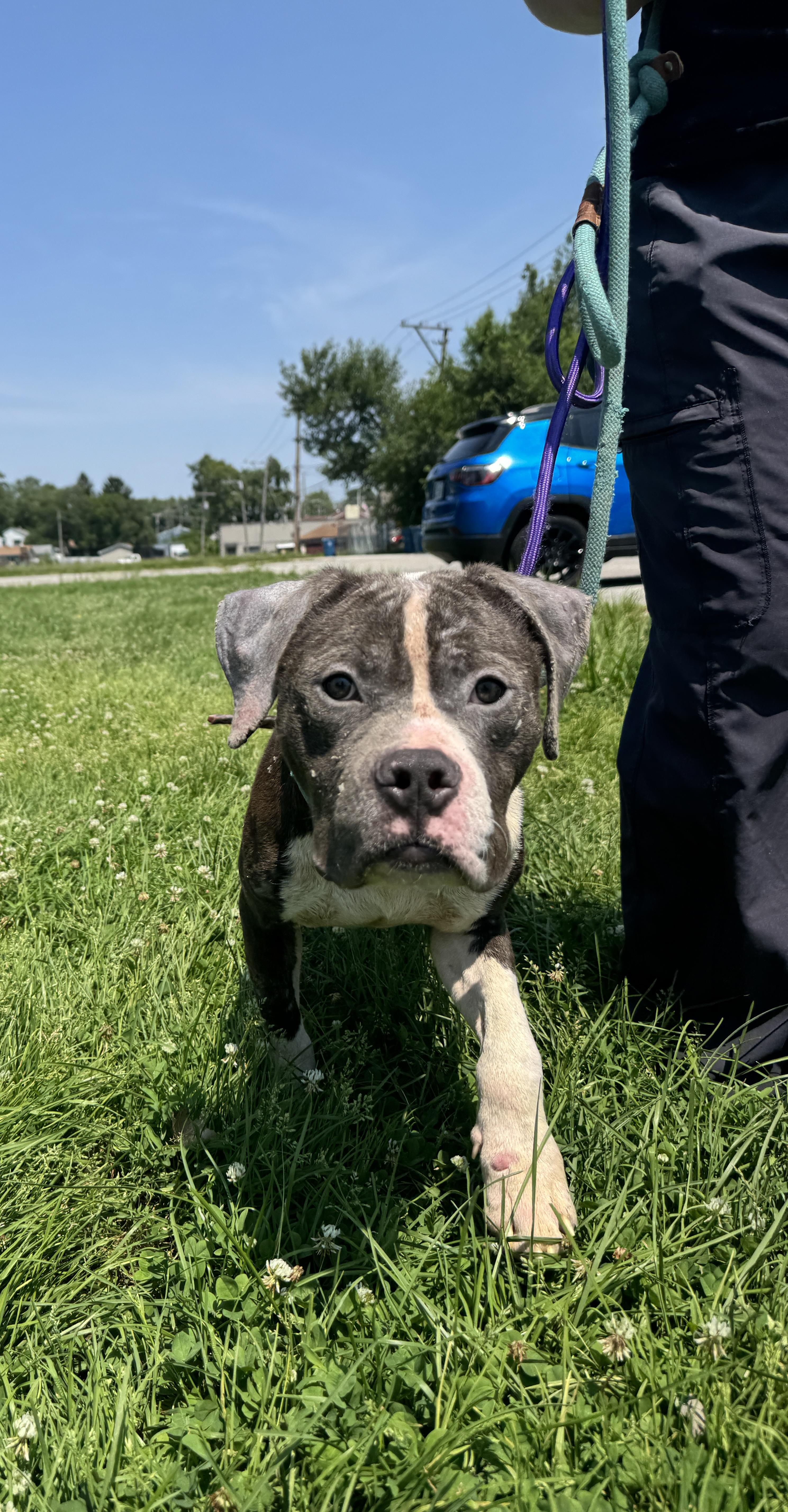 Enlarge Cornflakes, a ADOPTABLE mixed breed in Steger, IL image 3/6
