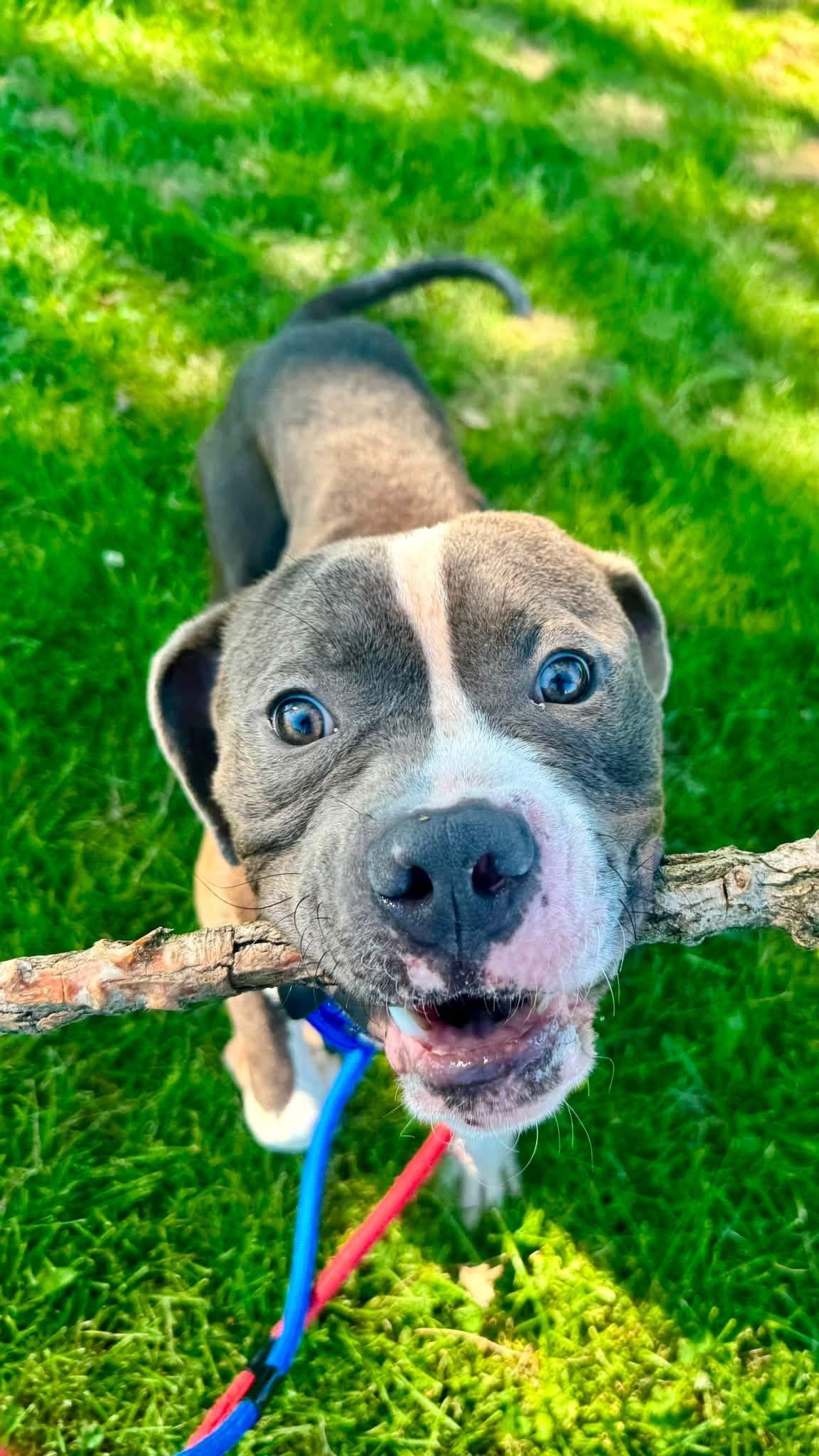 Cornflakes, ADOPTABLE, Young Male Pit Bull Terrier & American Bully.