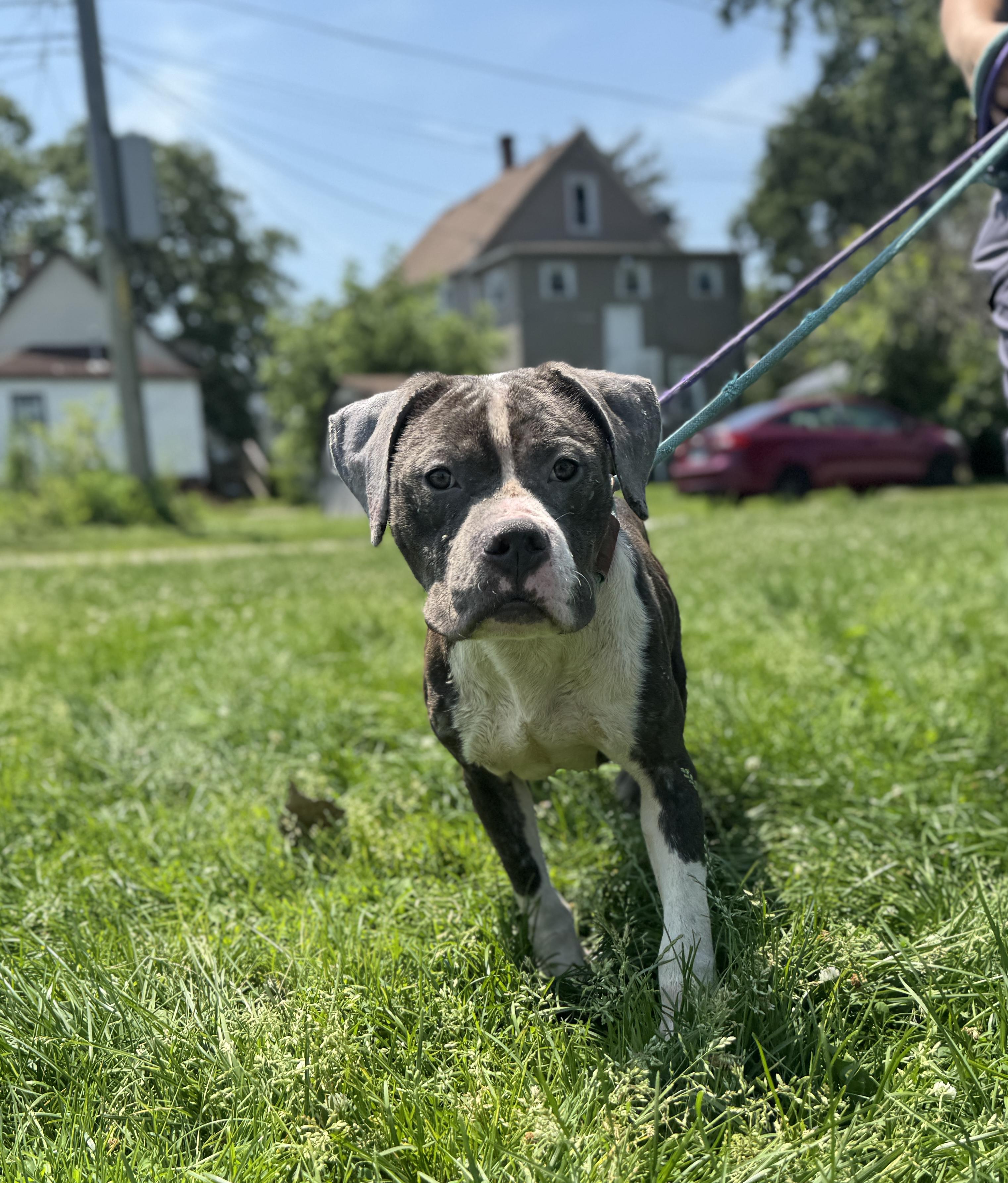 Enlarge Cornflakes, a ADOPTABLE mixed breed in Steger, IL image 2/6