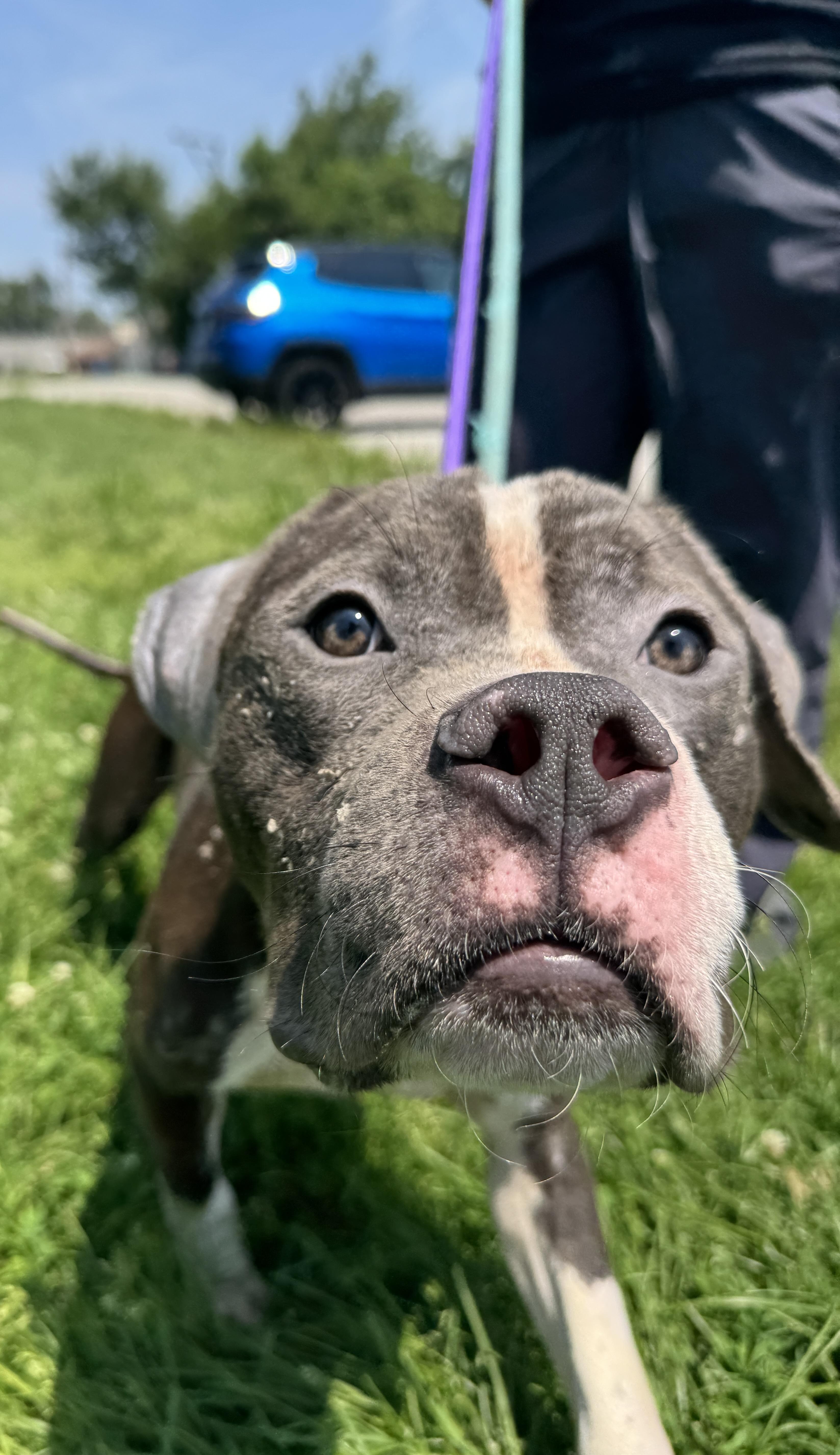 Enlarge Cornflakes, a ADOPTABLE mixed breed in Steger, IL image 6/6
