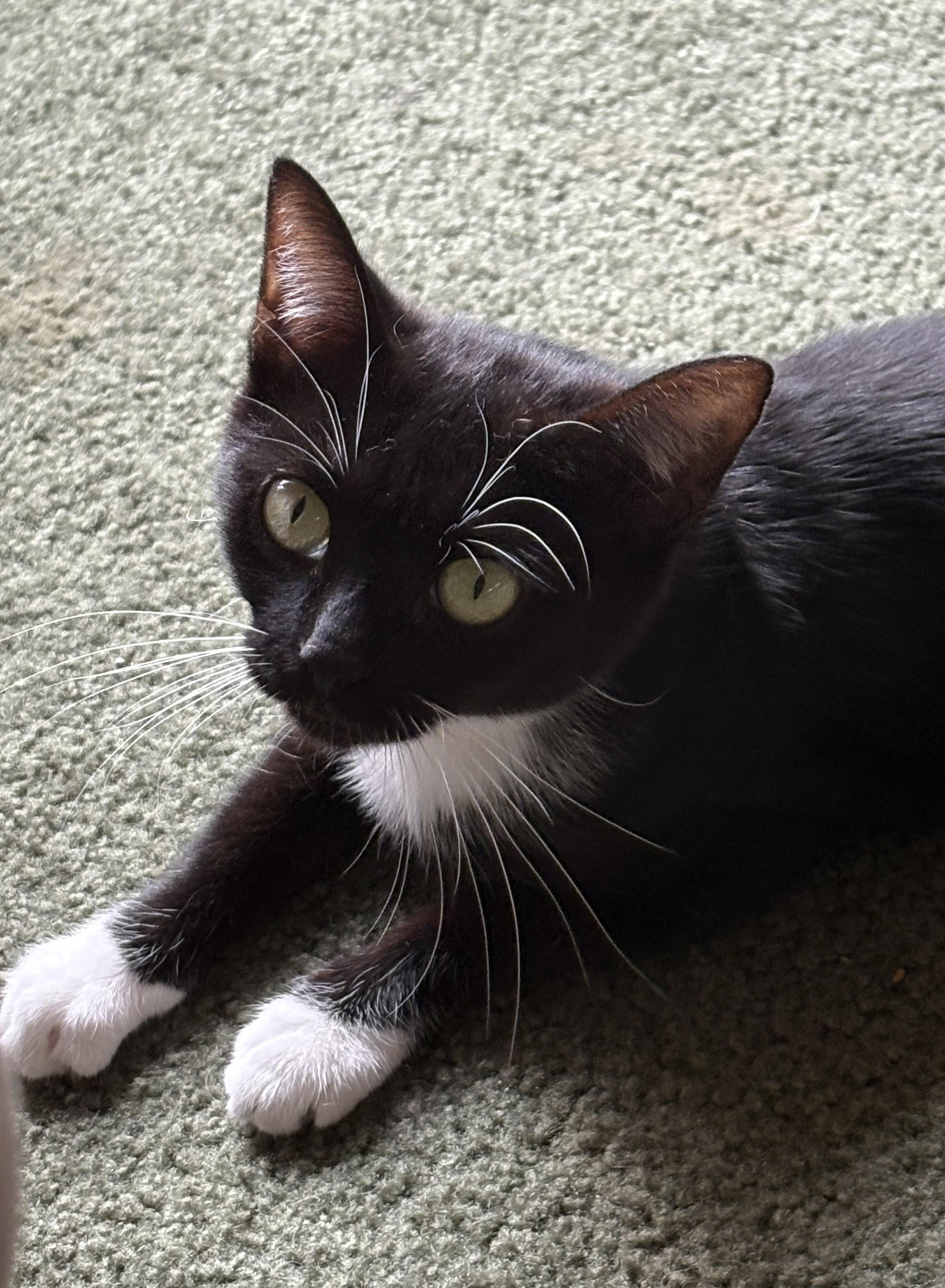 Opal, a Adoptable Tuxedo in Avondale, PA image 2/5