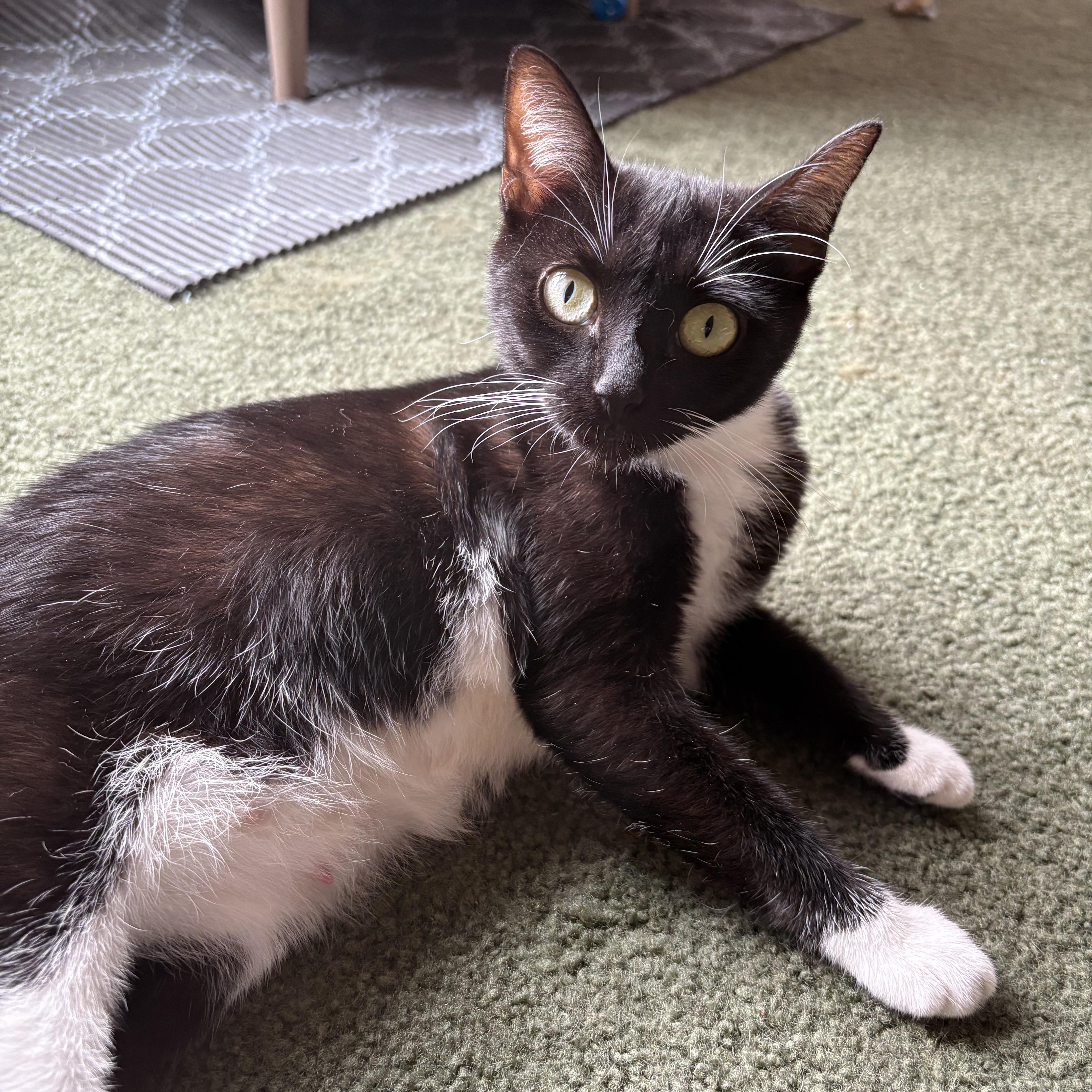 Opal, a Adoptable Tuxedo in Avondale, PA image 3/5