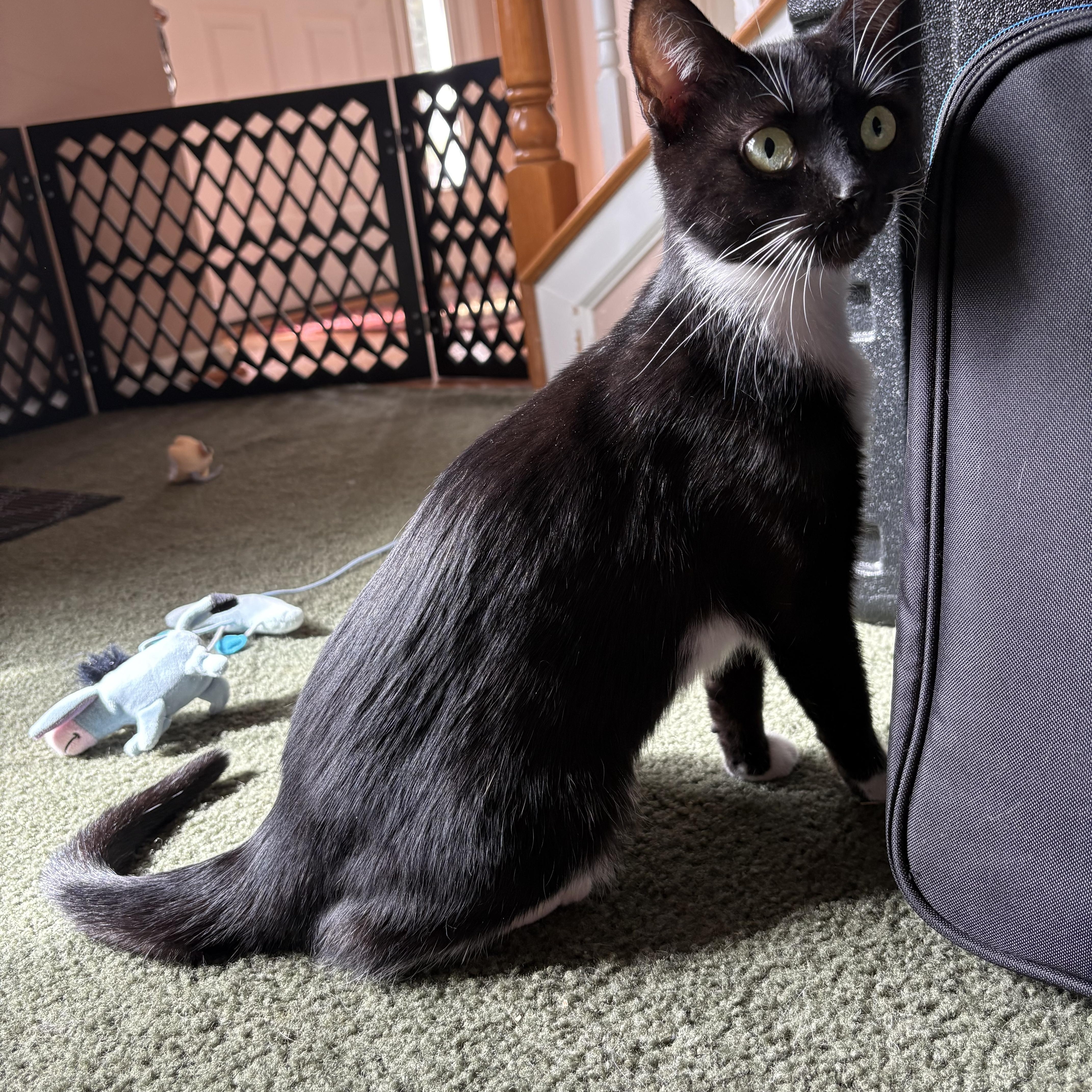 Opal, a Adoptable Tuxedo in Avondale, PA image 4/5