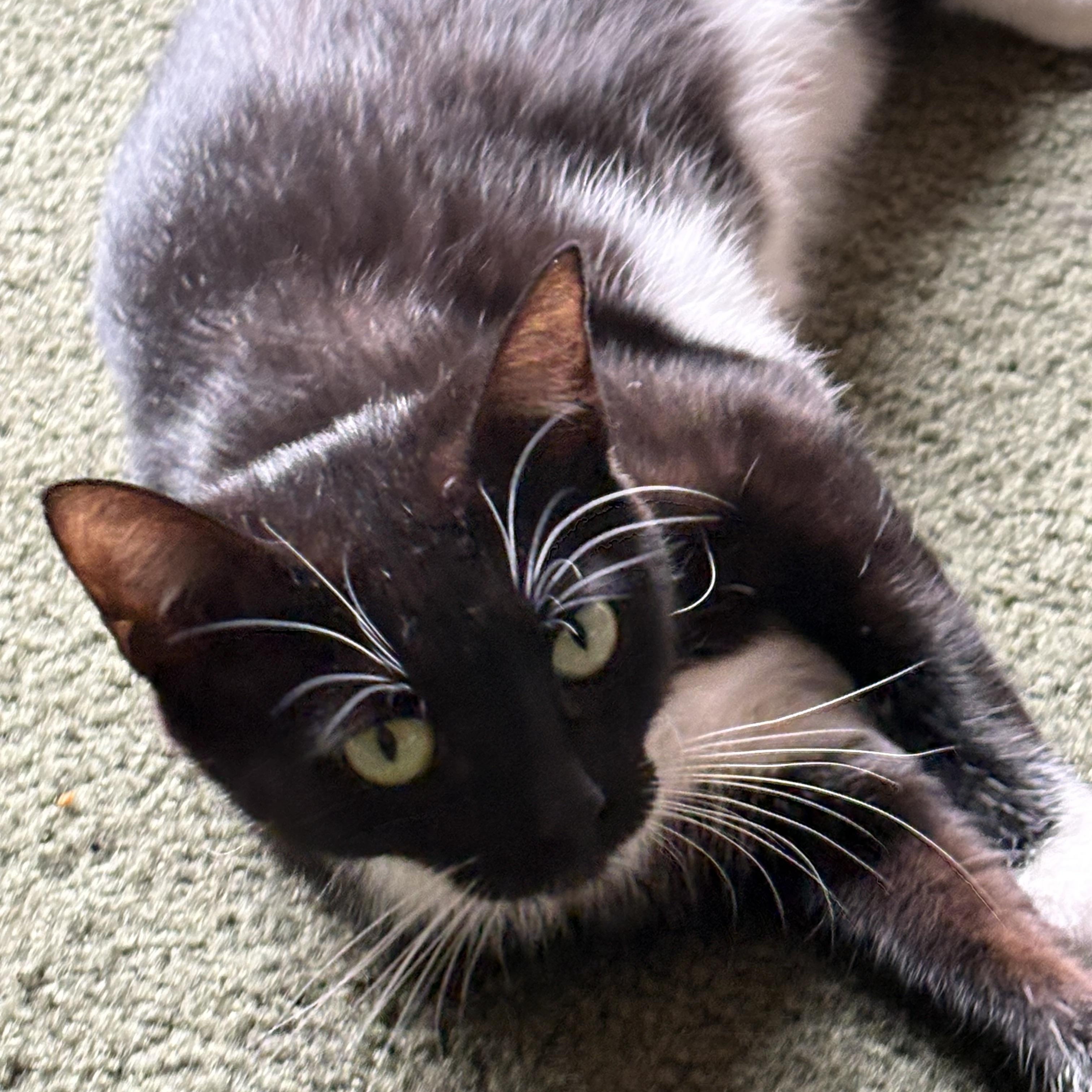 Opal, a Adoptable Tuxedo in Avondale, PA image 5/5