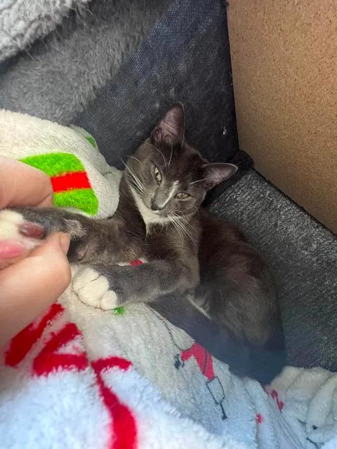 Aries , ADOPTABLE, Young Male Domestic Short Hair.