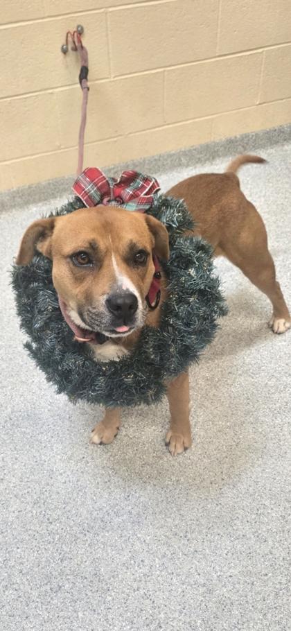 Enlarge Asher, a Adoptable mixed breed in Reidsville, NC image 1/1