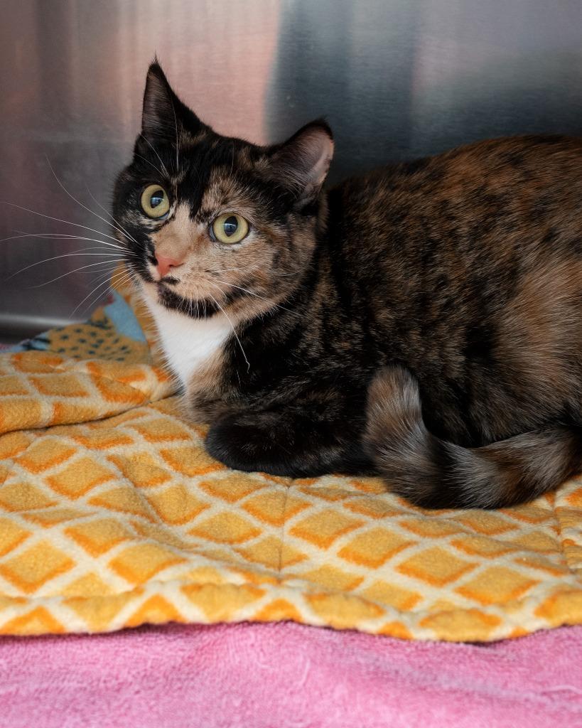 Enlarge Trinity, a Adoptable mixed breed in Boone, IA image 1/2