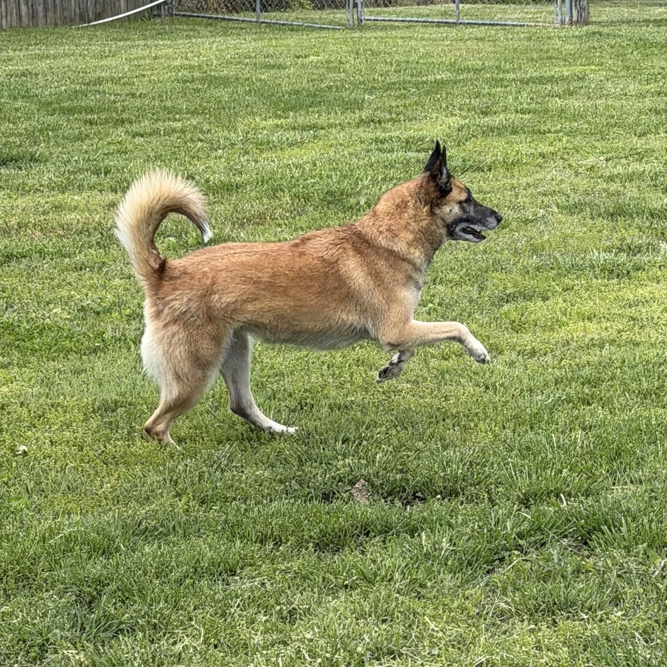Enlarge Nova, a Adoptable mixed breed in Fishkill, NY image 1/6
