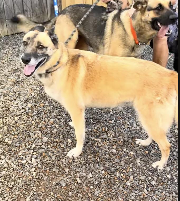 Nova, a Adoptable mixed breed in Fishkill, NY image 5/6