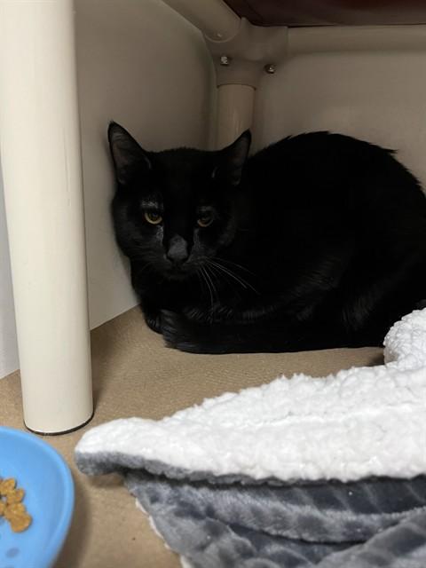 Enlarge GRASSHOPPER, a Adoptable Domestic Long Hair in Boston, MA image 1/1