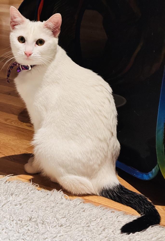 Sparrow, Adoptable, Kitten Female Domestic Short Hair.