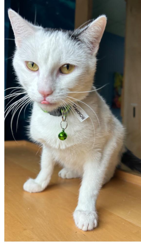 Enlarge Sparrow, a Adoptable mixed breed in Lafayette, CO image 2/5