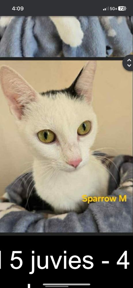 Enlarge Sparrow, a Adoptable mixed breed in Lafayette, CO image 3/5