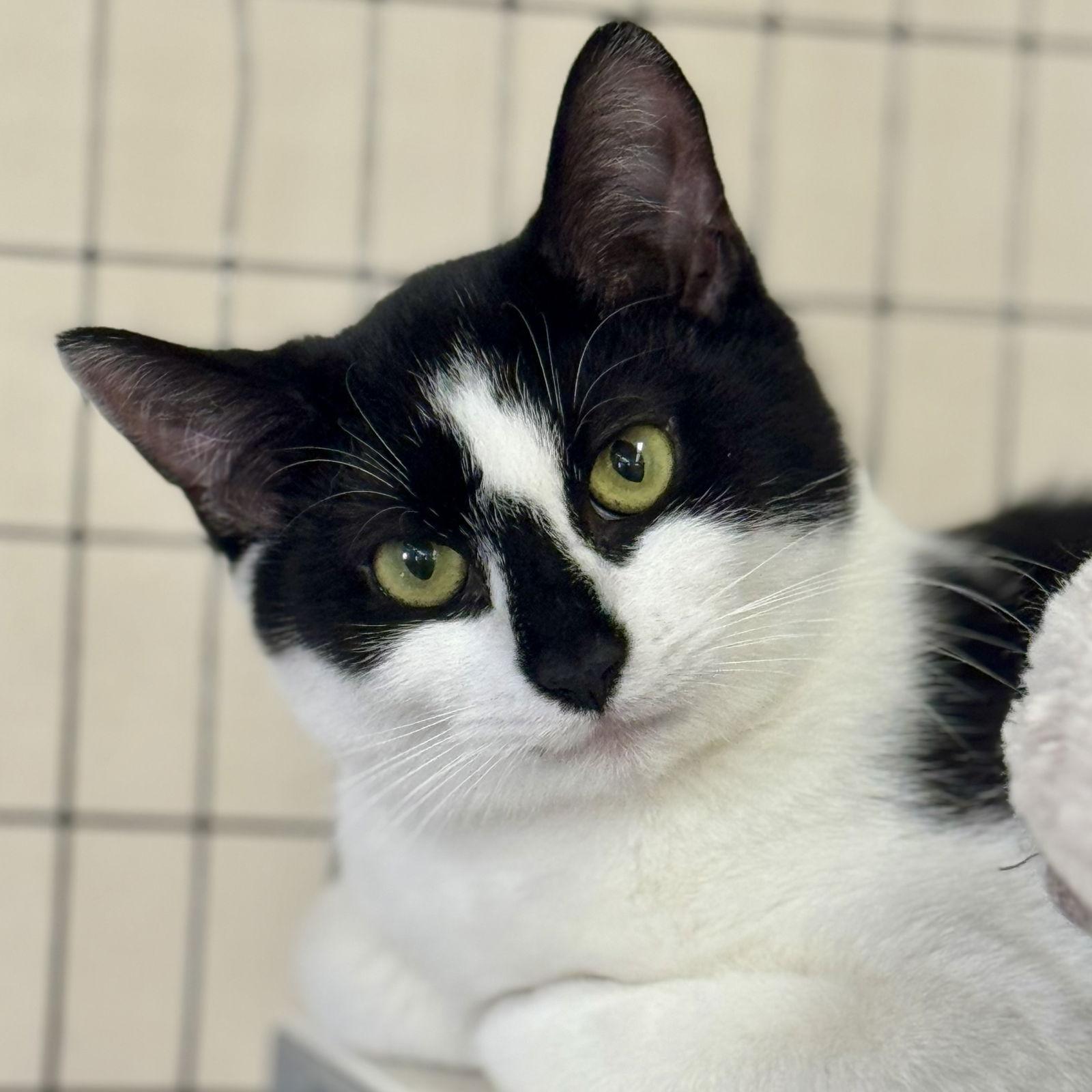 Maxie, Adoptable, Young Female Domestic Short Hair.