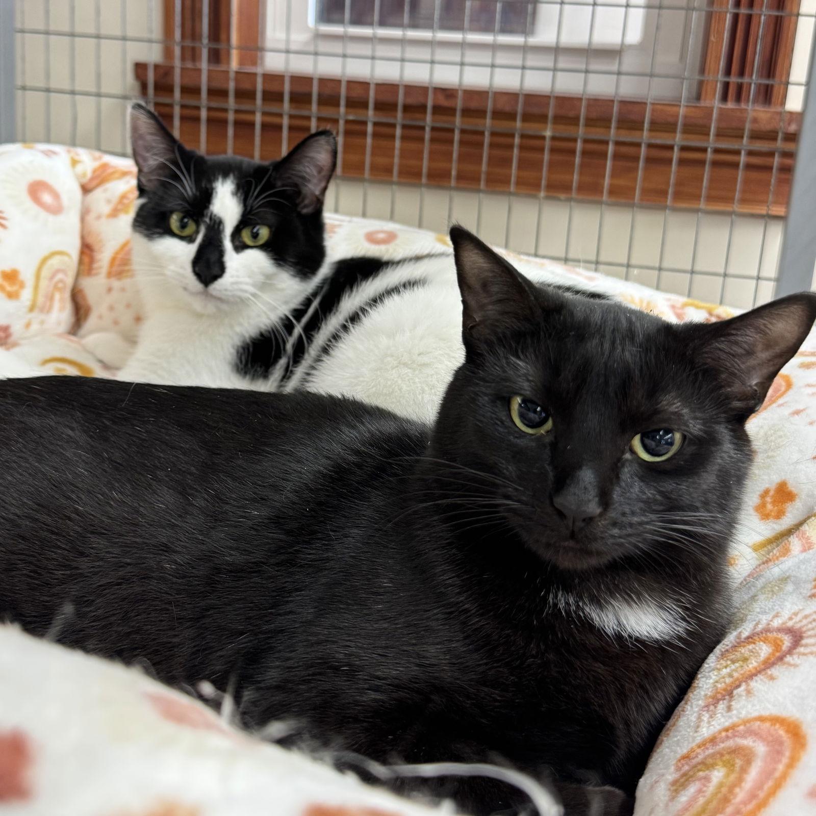 Enlarge Maxie & Nina, a Adoptable Domestic Short Hair in Winchendon, MA image 2/3