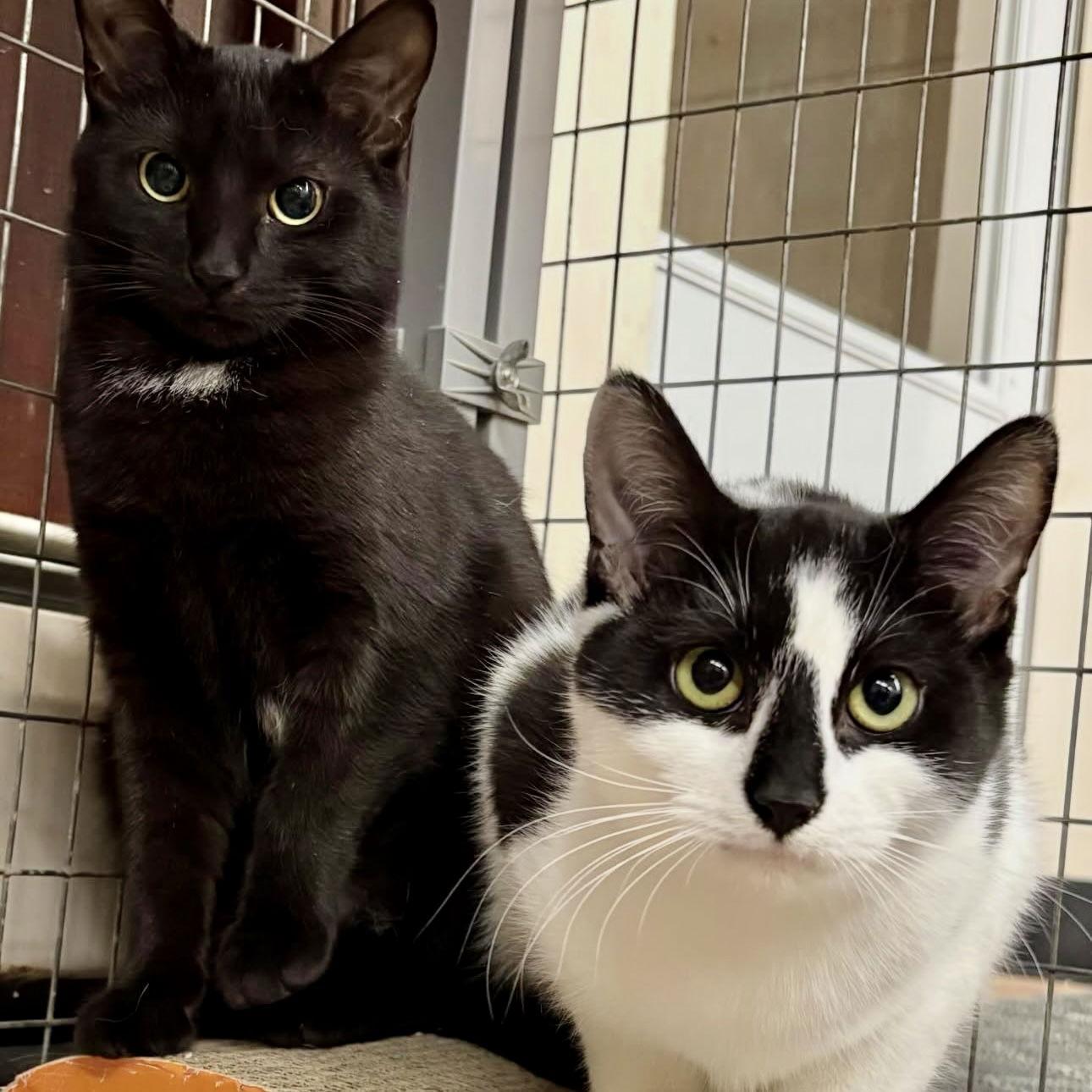 Enlarge Maxie, a Adoptable Domestic Short Hair in Winchendon, MA image 2/3