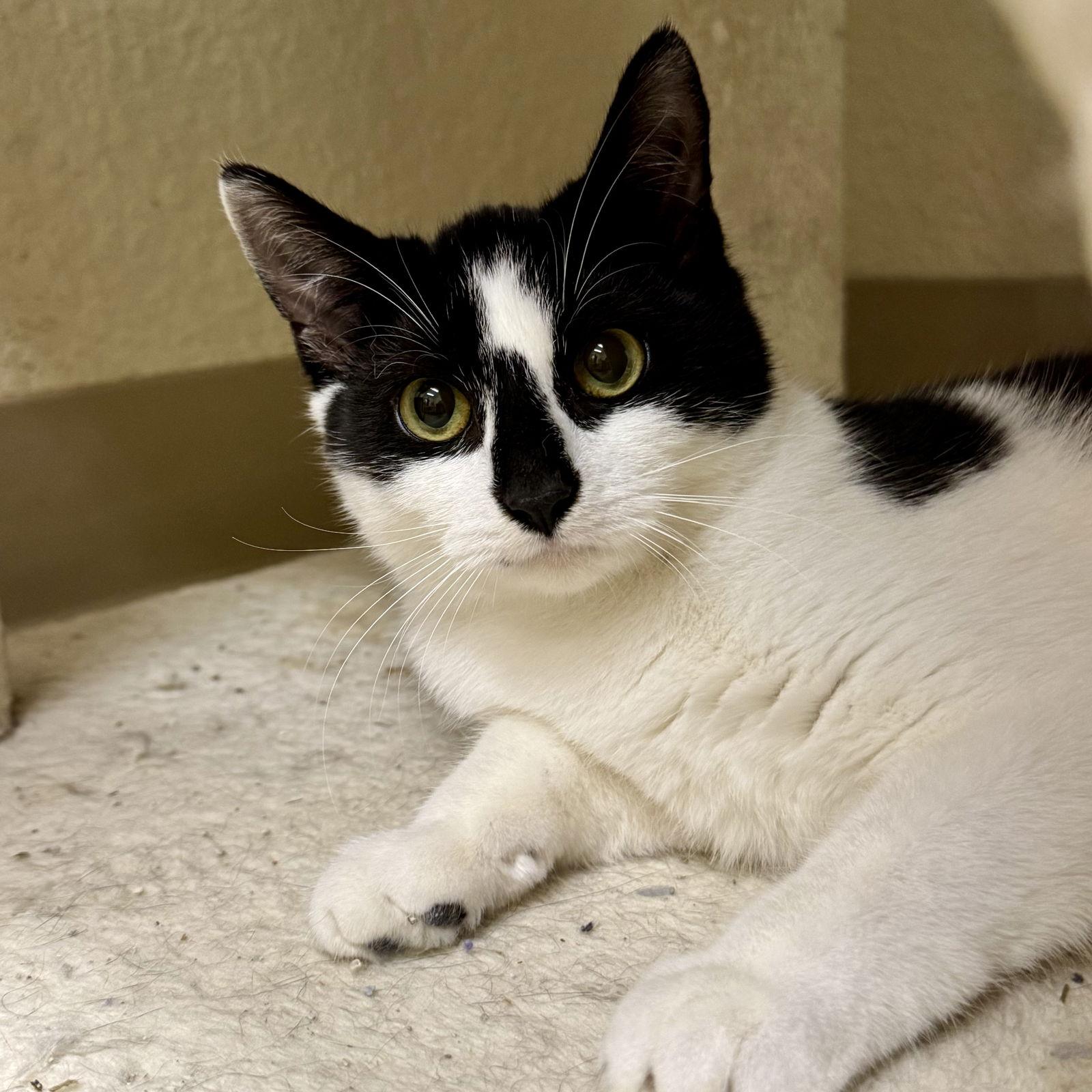 Enlarge Maxie, a Adoptable Domestic Short Hair in Winchendon, MA image 3/3