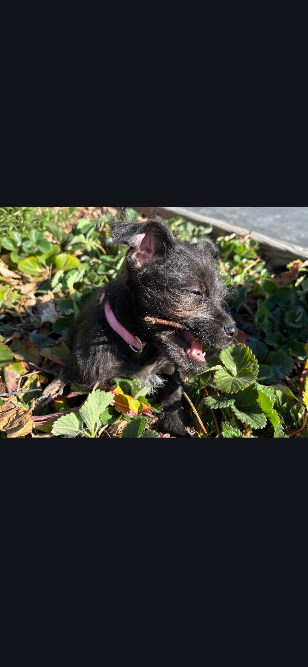 Romy, a ADOPTABLE mixed breed in Lancaster, CA image 1/2