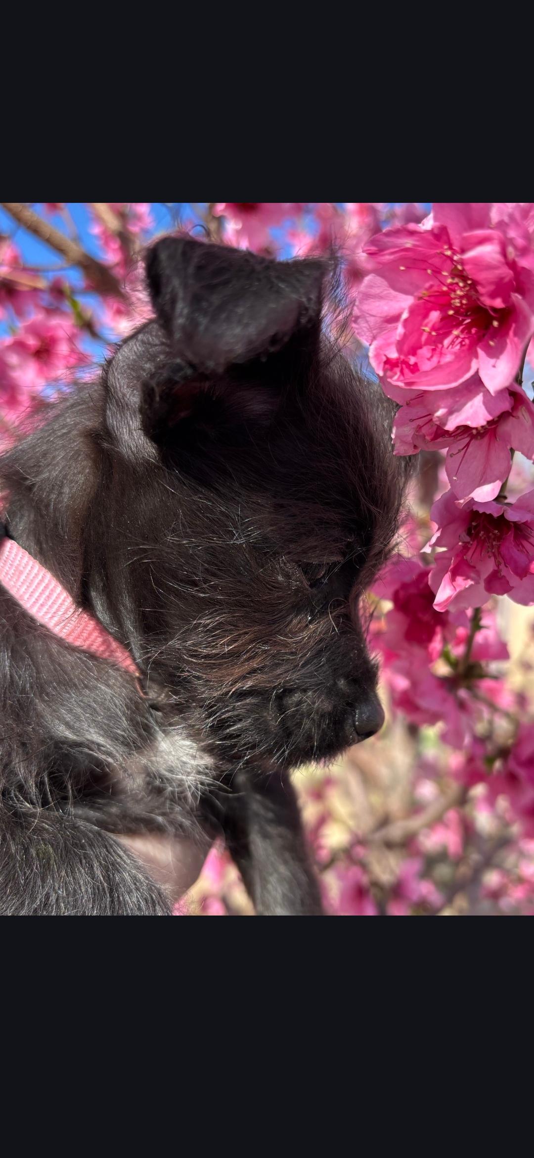 Romy, a ADOPTABLE mixed breed in Lancaster, CA image 2/2