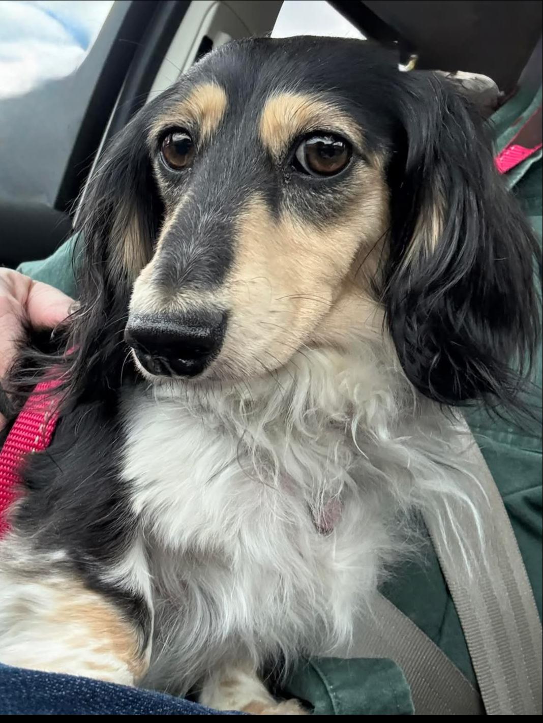Misti, Adopted, Adult Female Dachshund.