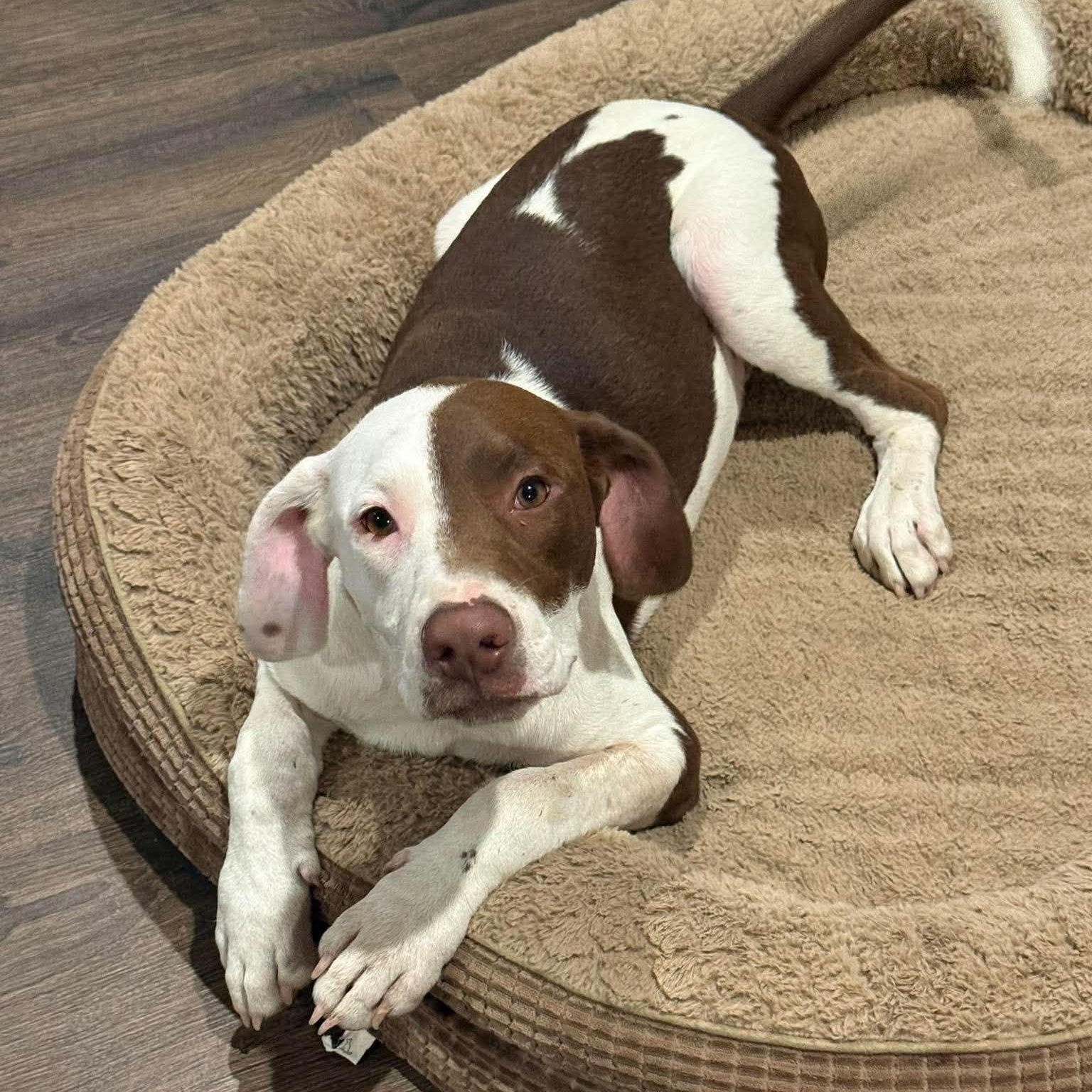 Enlarge Chip, a Adoptable Mixed Breed in Northwood, NH image 1/3