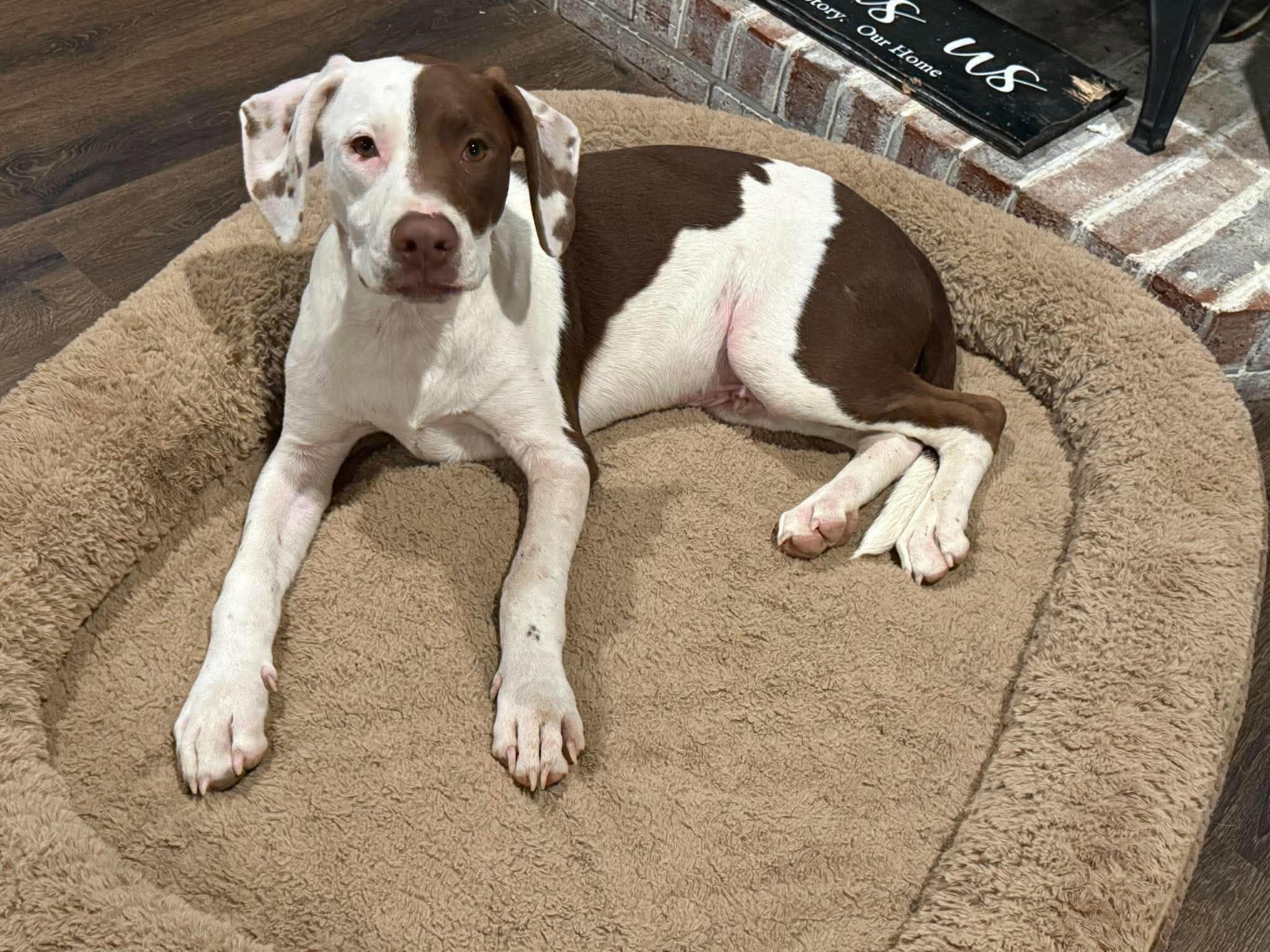 Enlarge Chip, a Adoptable Mixed Breed in Northwood, NH image 2/3