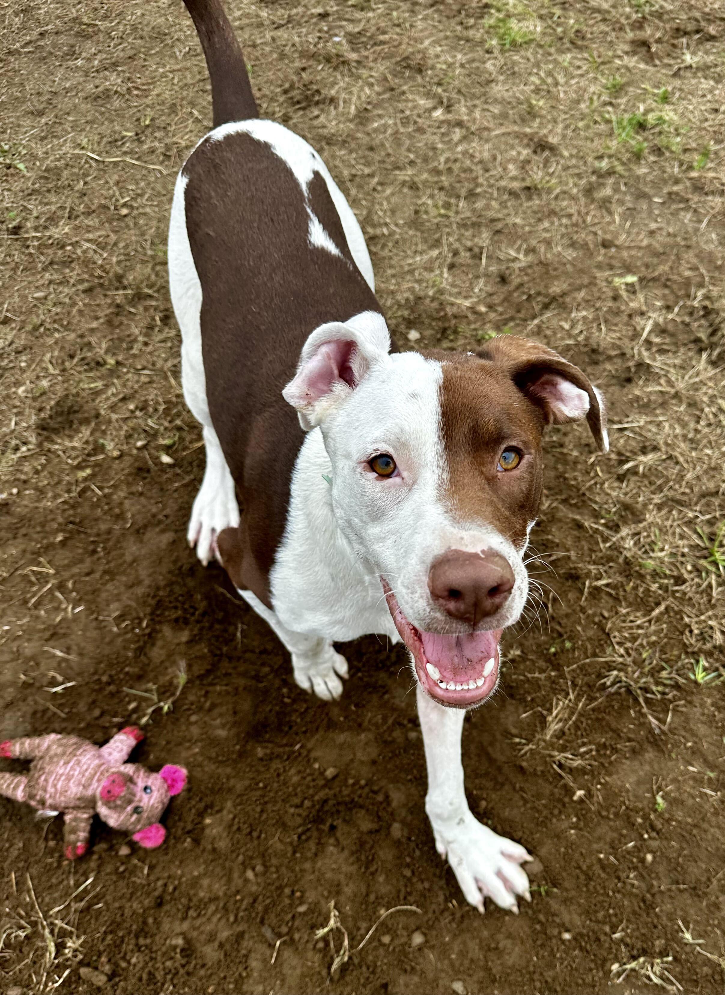Chip HERE IN NH, Adoptable, Puppy Male Mixed Breed.