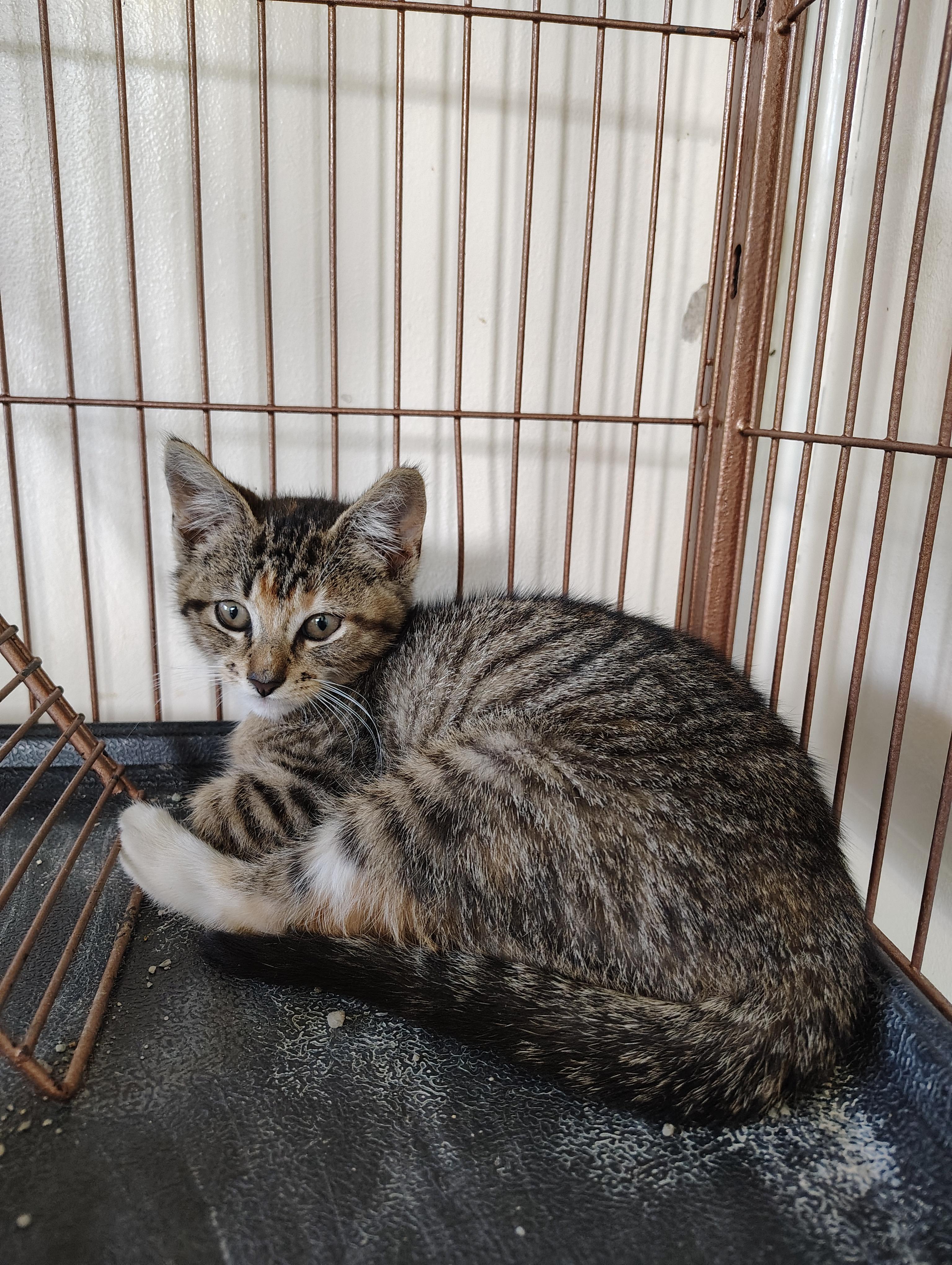 Lucy, Young Female Calico
