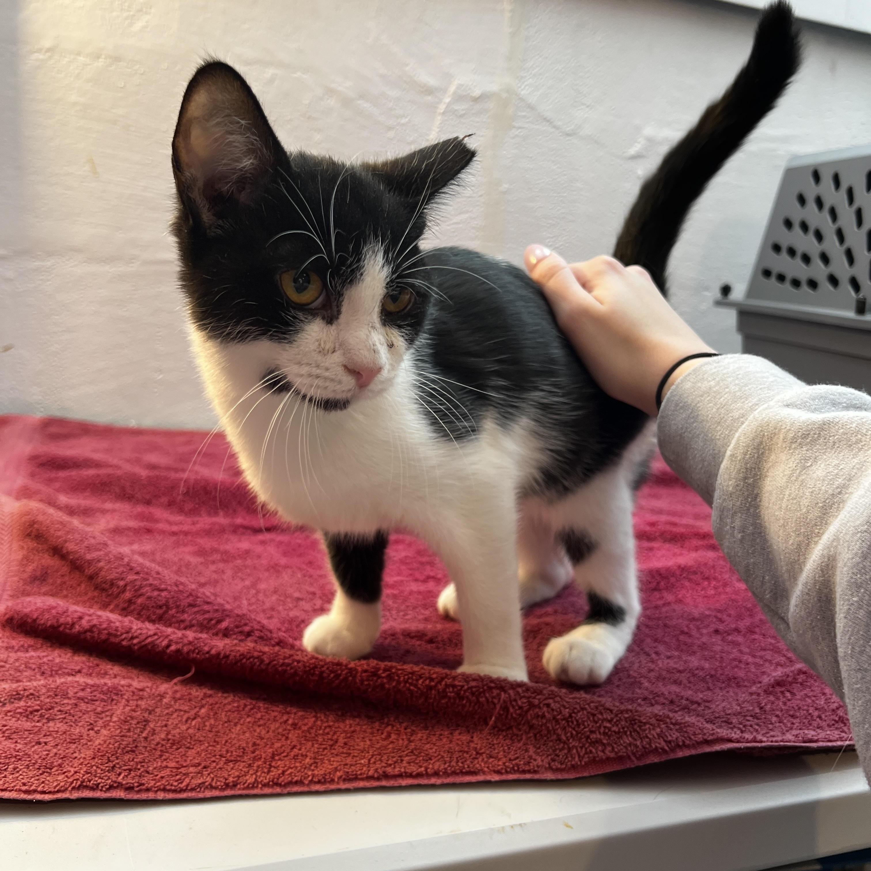 Torben Woller, Adoptable, Kitten Male Domestic Short Hair.