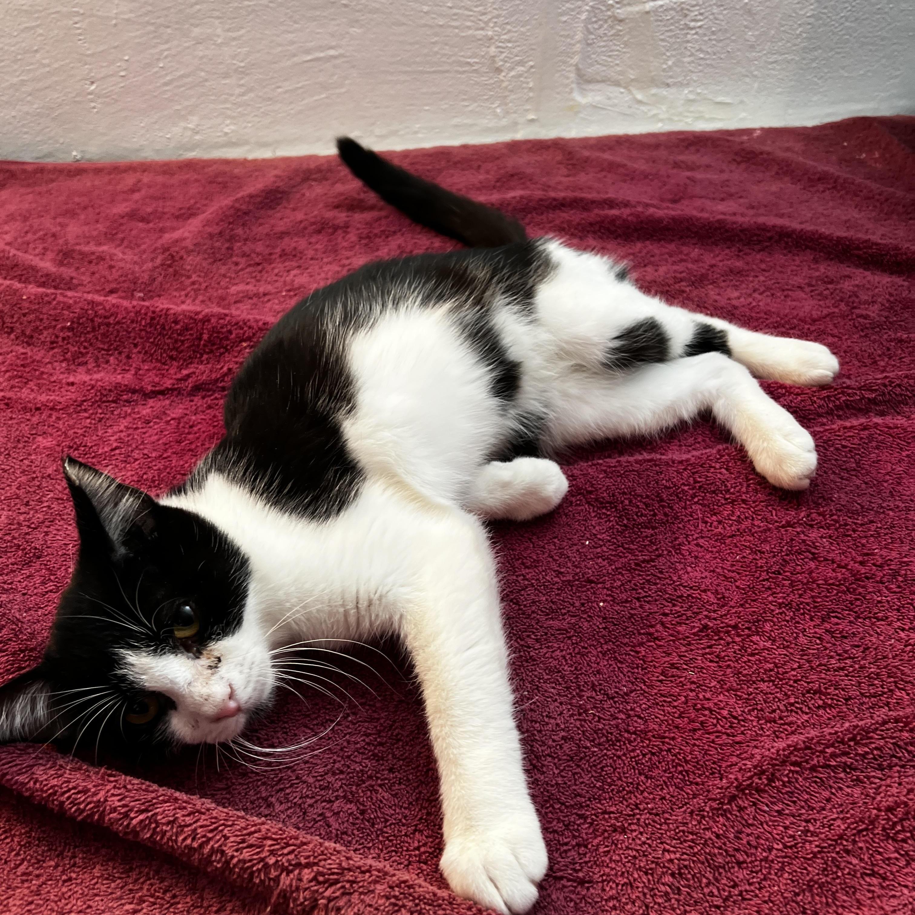 Enlarge Torben Woller, an adopted Domestic Short Hair in South Euclid, OH image 2/5