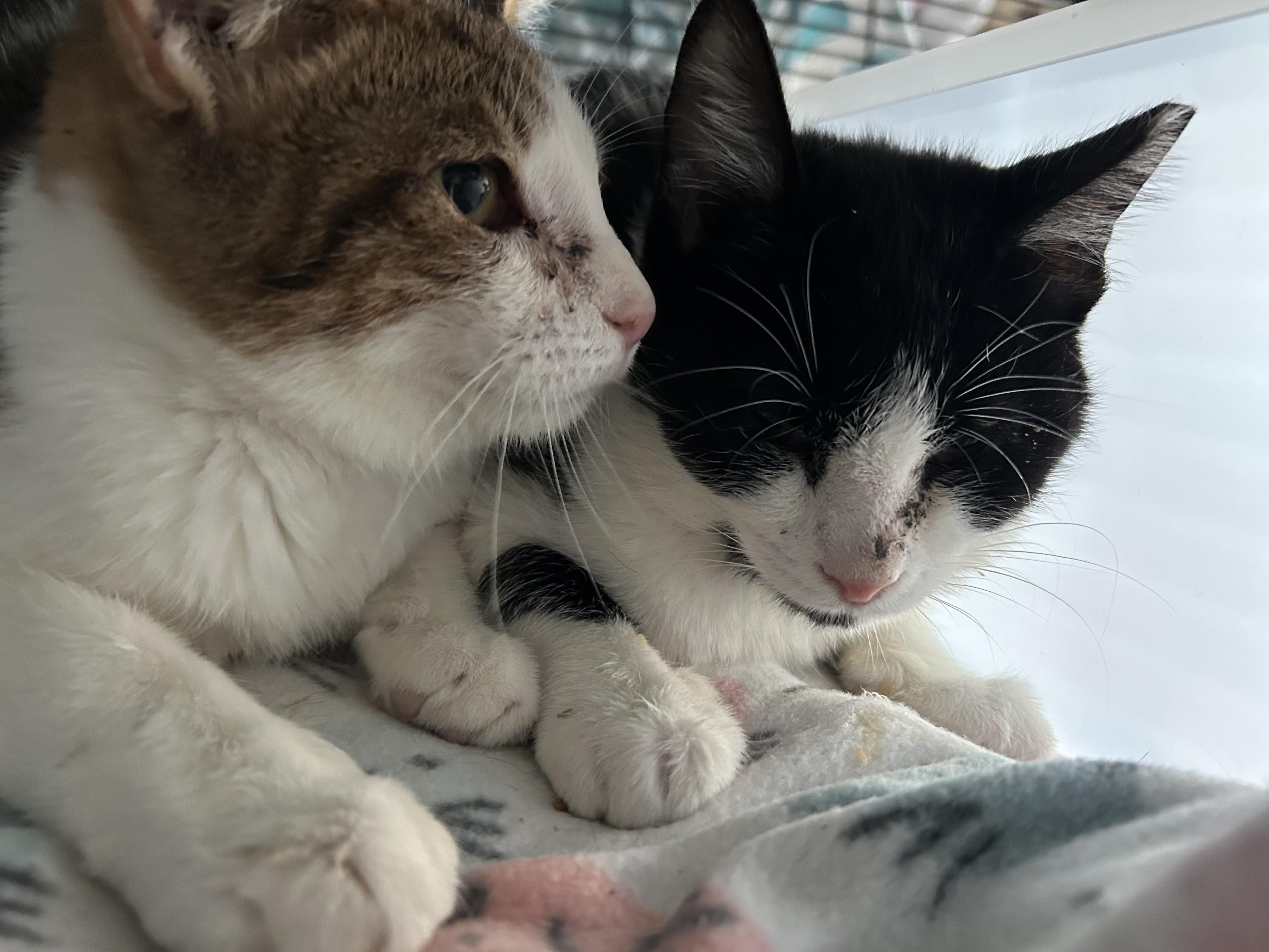 Enlarge Torben Woller, an adopted Domestic Short Hair in South Euclid, OH image 4/5