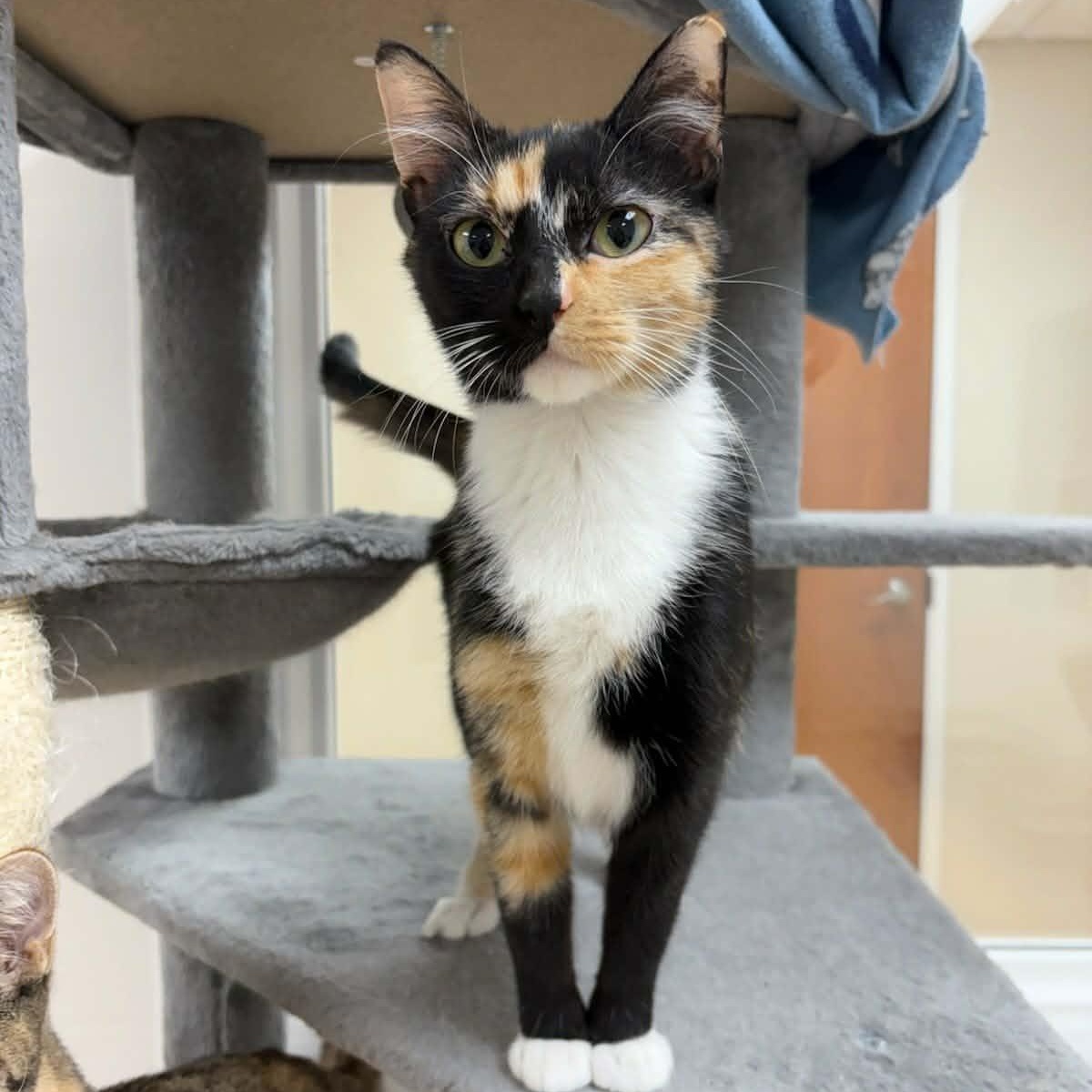 Sienna — thumbnail 2