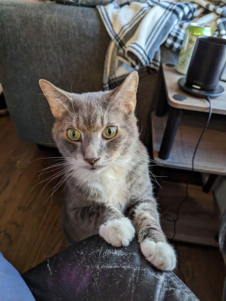 Enlarge Corbett 3659.  CP, a Adoptable Domestic Short Hair in Dallas, TX image 1/2