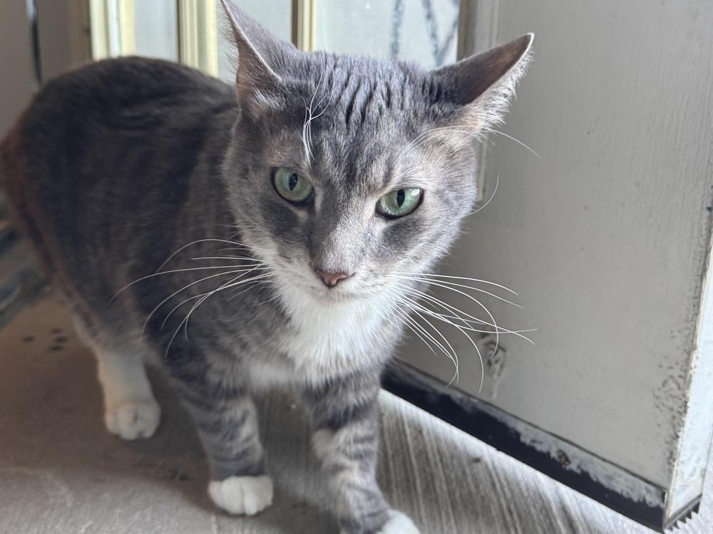 Enlarge Corbett 3659.  CP, a Adoptable Domestic Short Hair in Dallas, TX image 2/2