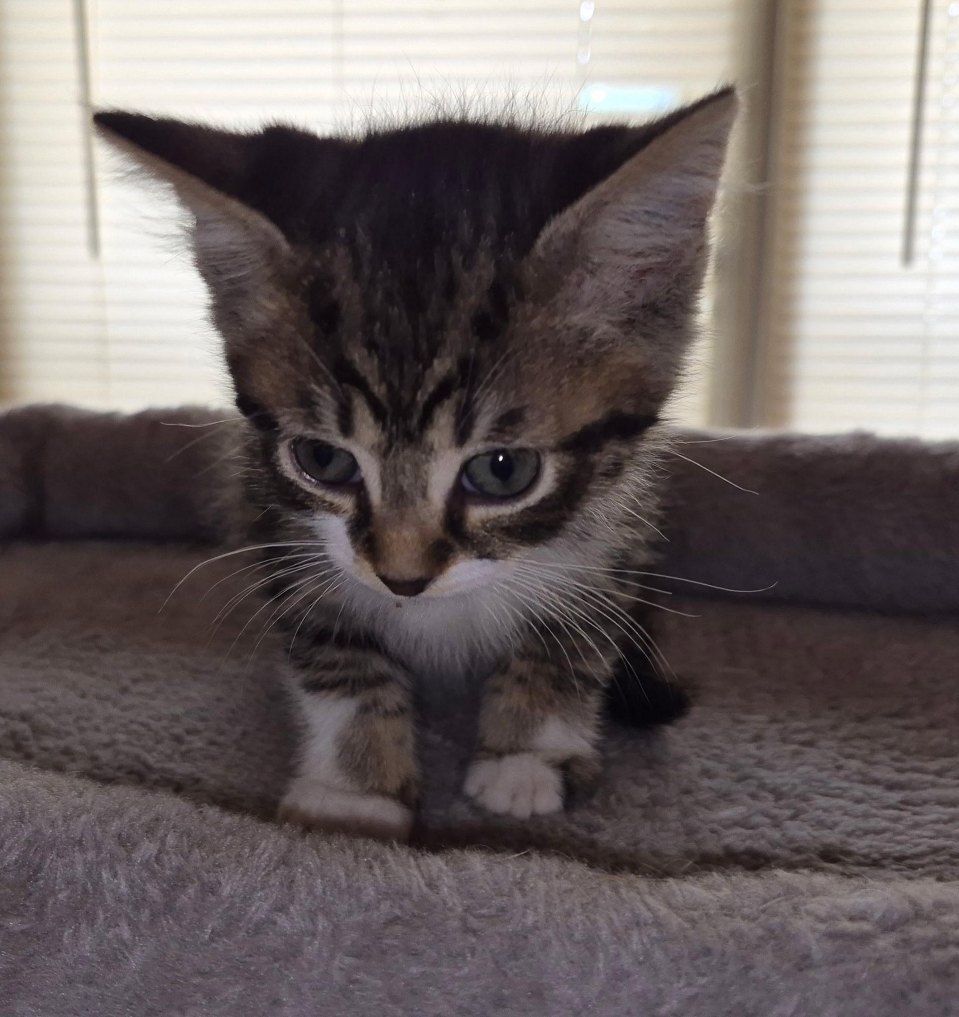 Whiskers, a ADOPTABLE American Shorthair in Wadsworth, IL image 1/2