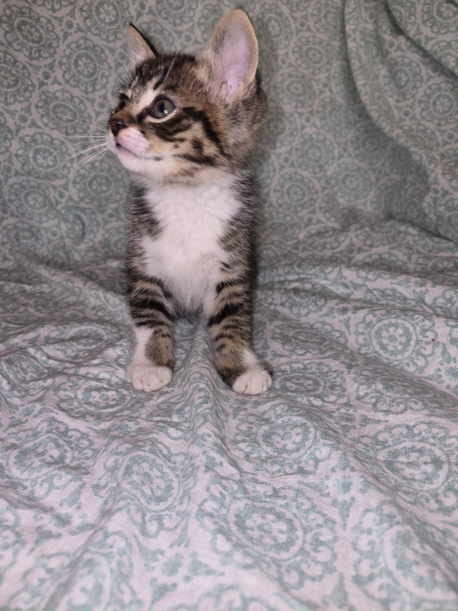 Whiskers, a ADOPTABLE American Shorthair in Wadsworth, IL image 2/2