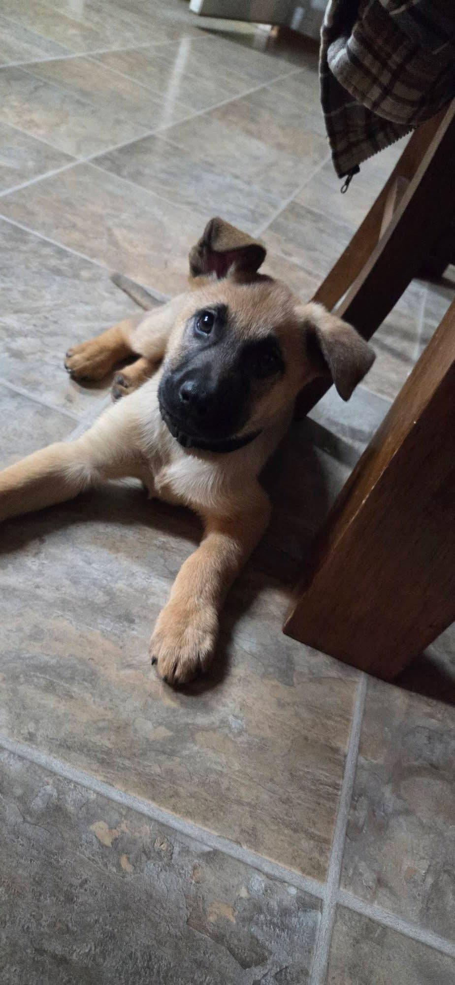 Enlarge Roxie, a ADOPTABLE mixed breed in Kannapolis, NC image 4/5