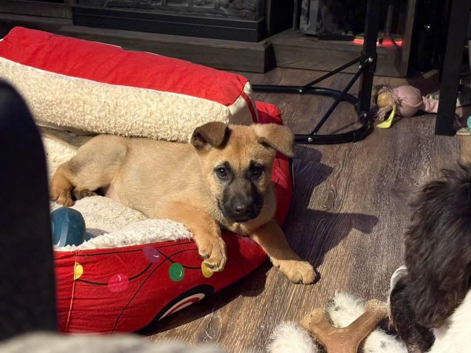 Enlarge Roxie, a ADOPTABLE mixed breed in Kannapolis, NC image 5/5