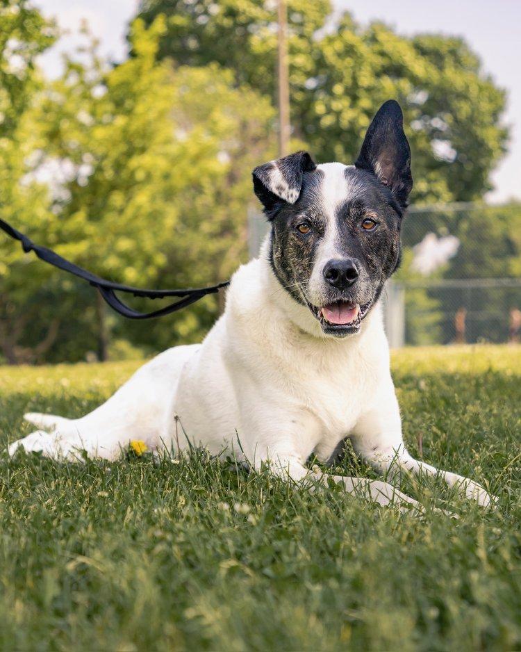 Giorgi, a Adoptable mixed breed in laval, QC image 1/3