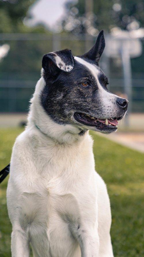 Giorgi, a Adoptable mixed breed in laval, QC image 3/3