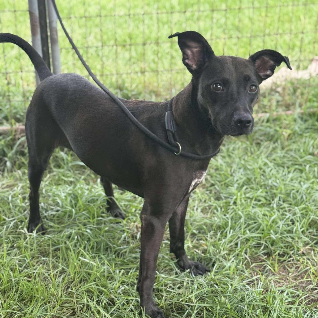 Kessie, Adoptable, Adult Female Black Labrador Retriever.