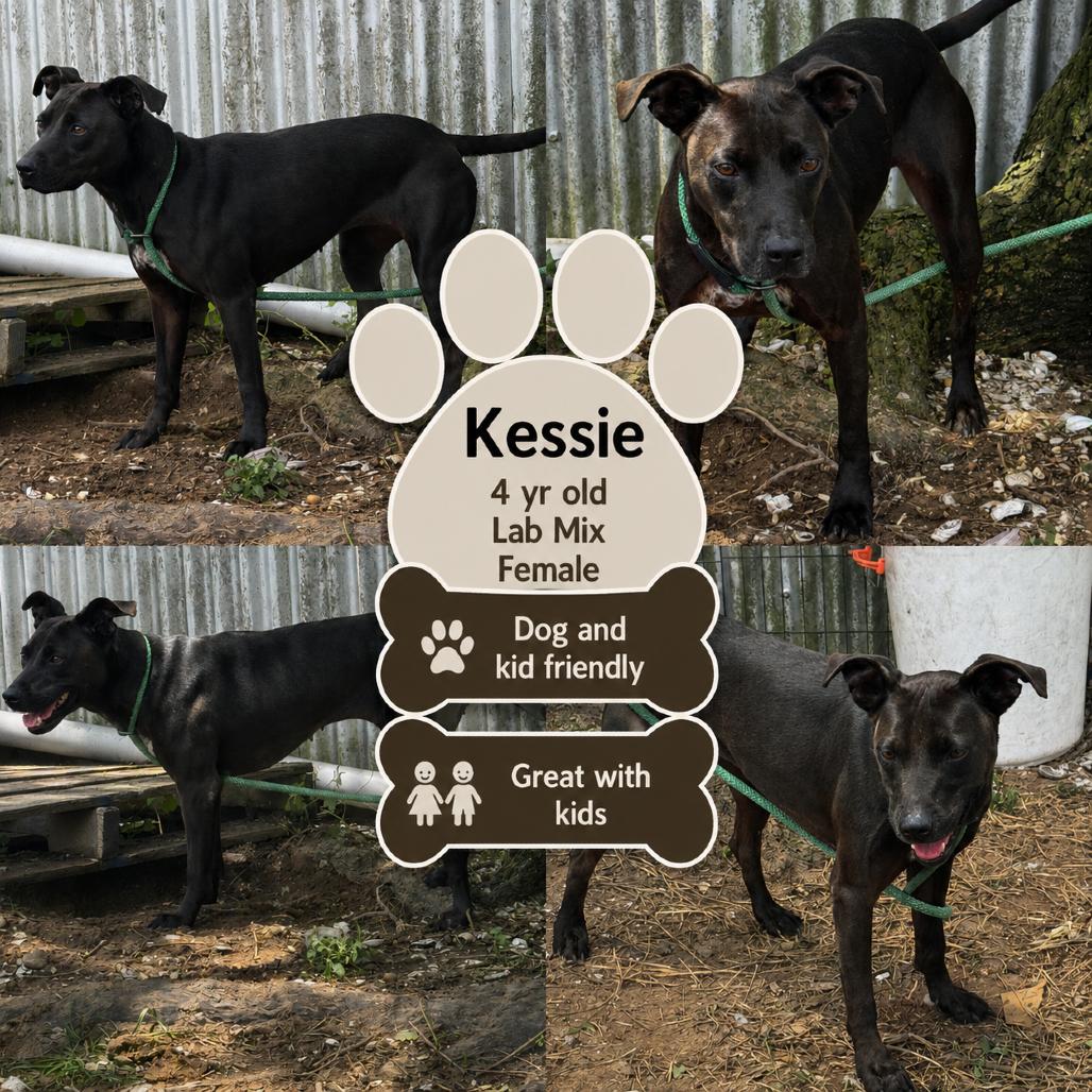 Kessie, a Adoptable Black Labrador Retriever in Lincoln, NB image 2/4