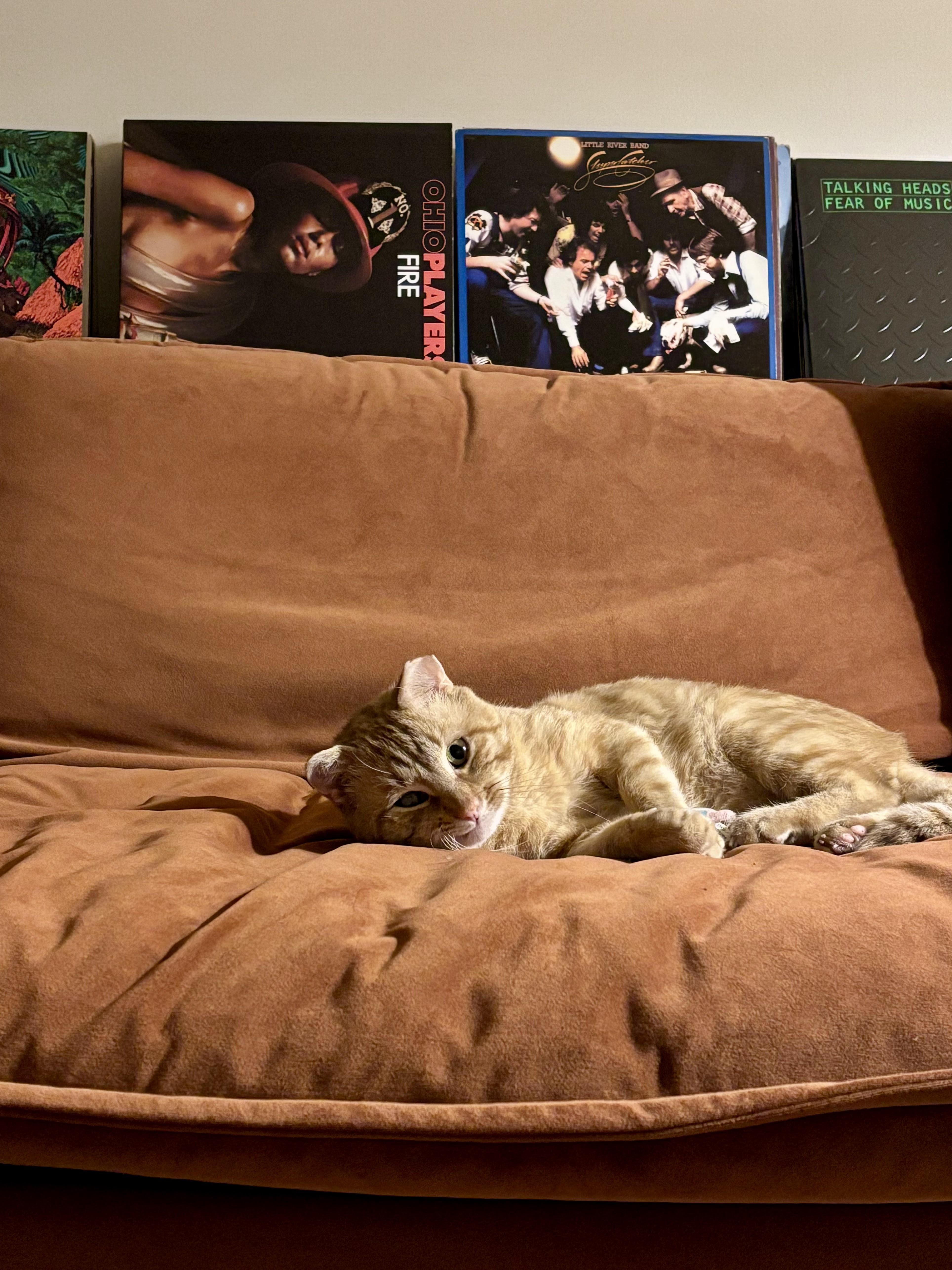 Enlarge Bodega, a Adoptable Domestic Short Hair in brooklyn, NY image 3/4