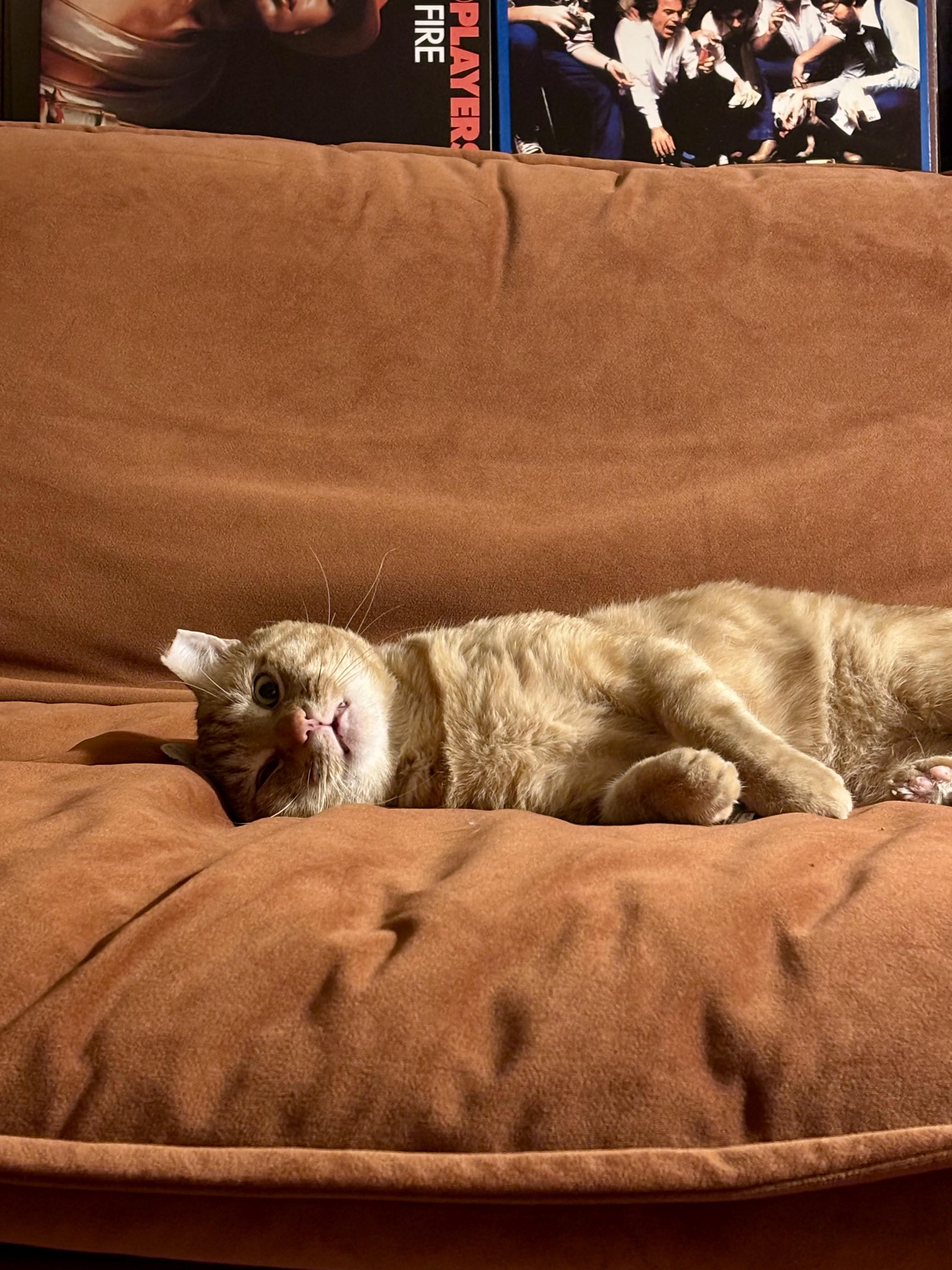 Enlarge Bodega, a Adoptable Domestic Short Hair in brooklyn, NY image 2/4