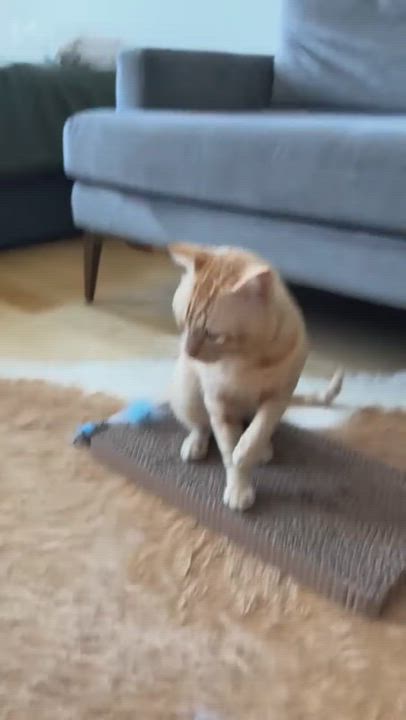 Enlarge Bodega, a Adoptable Domestic Short Hair in brooklyn, NY video 4/4