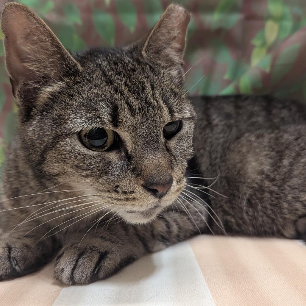 Clover, Adoptable, Adult Female Domestic Short Hair.