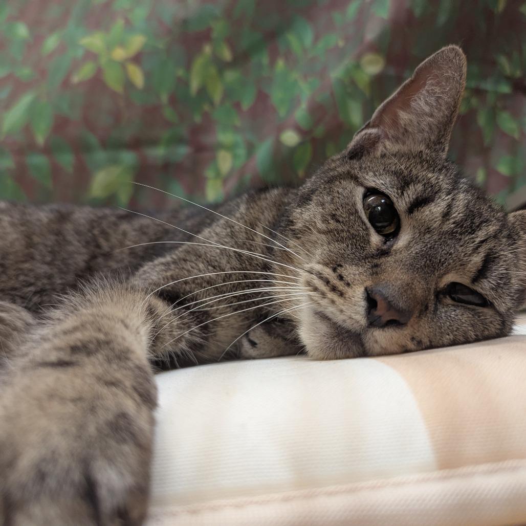 Enlarge Clover, a Adoptable Domestic Short Hair in Medford, NJ image 2/3