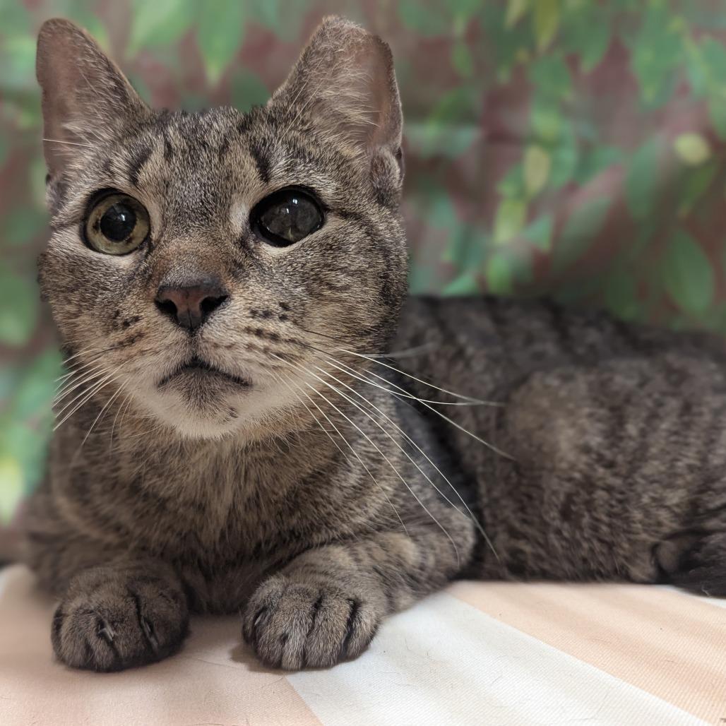 Enlarge Clover, a Adoptable Domestic Short Hair in Medford, NJ image 3/3