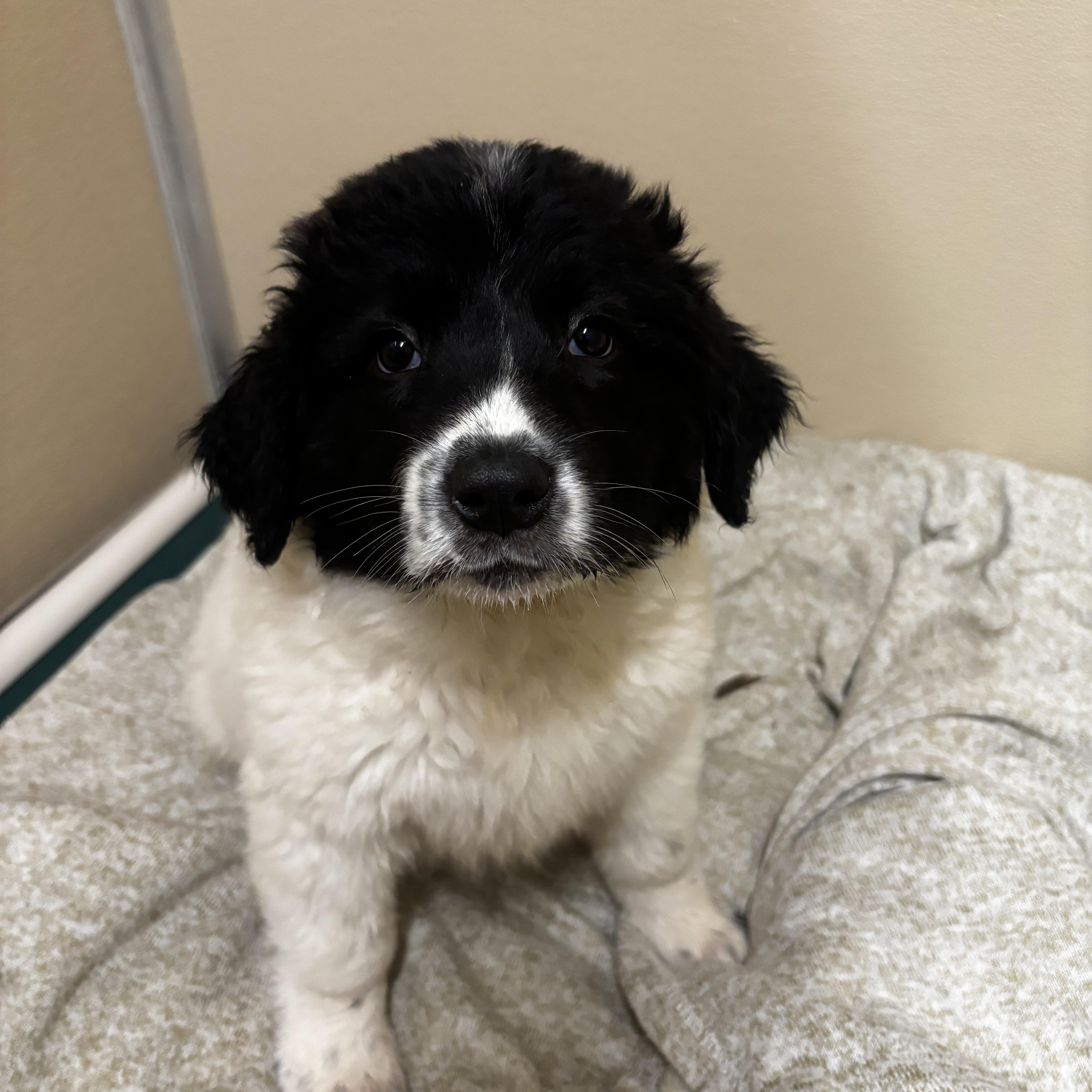 Enlarge Everest, a ADOPTABLE Border Collie in Dodgeville, WI image 1/1